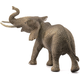 Elefante africano macho 
